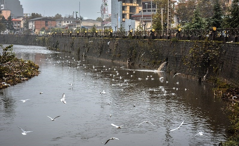 آلوده کننده رودخانه به زندان معرفی شد