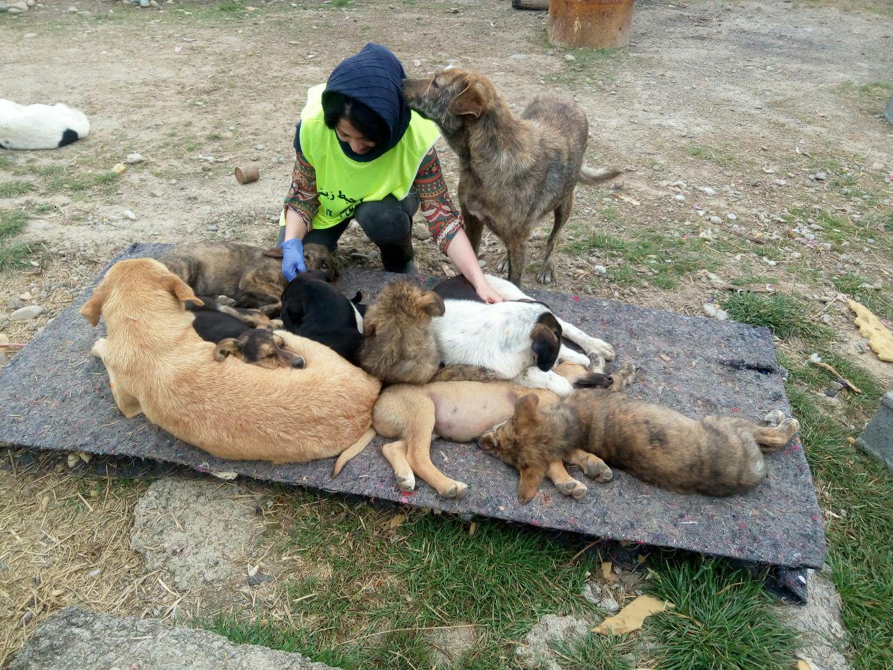 گزارش فعالیتهای  مرداد ماه 1396 کارگروه حمایت از حیوانات 