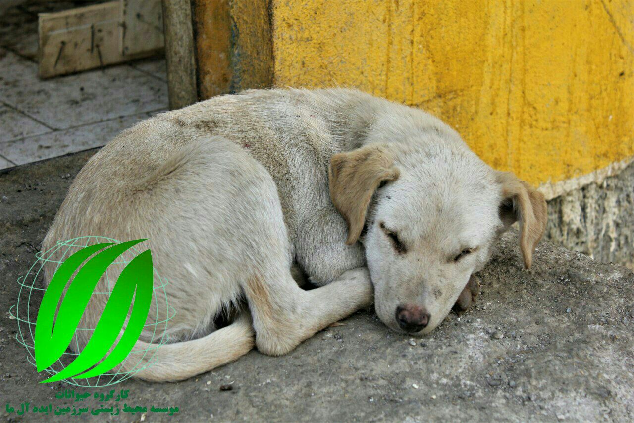 گزارش عملکرد آذر ماه ۱۳۹۶ کارگروه حمایت از حیوانات( نقاهتگاه سام)