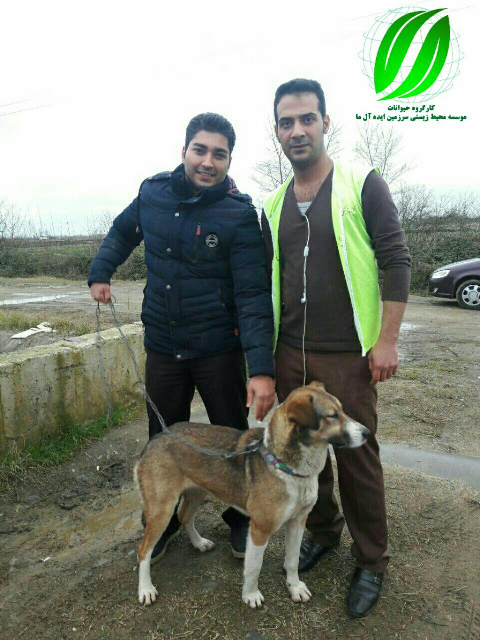 گزارش عملکرد دی ماه ۱۳۹۶ کارگروه حمایت از حیوانات( نقاهتگاه سام)