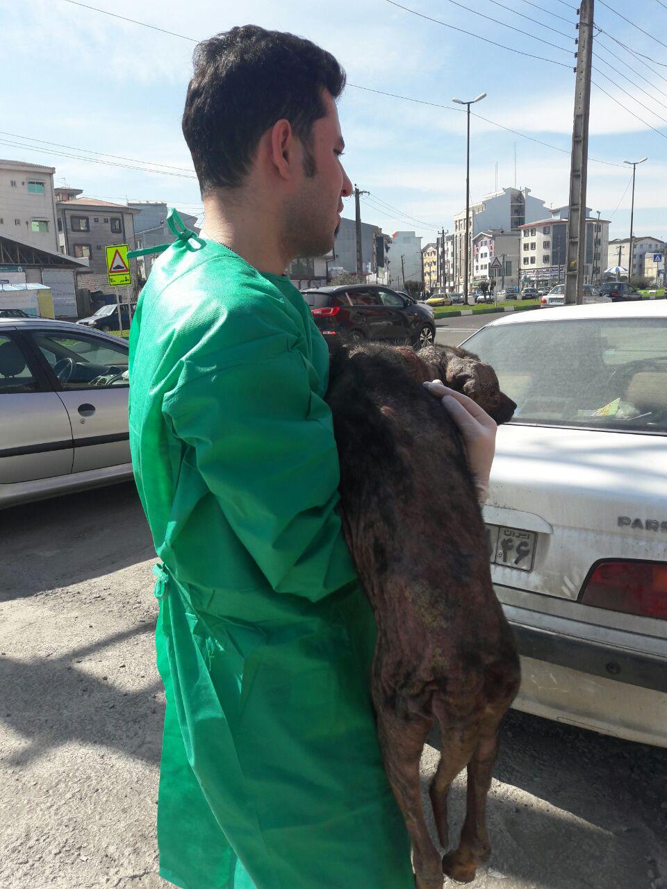 گزارش فعالیتهای مرداد ماه 1396 کارگروه حمایت از حیوانات 
