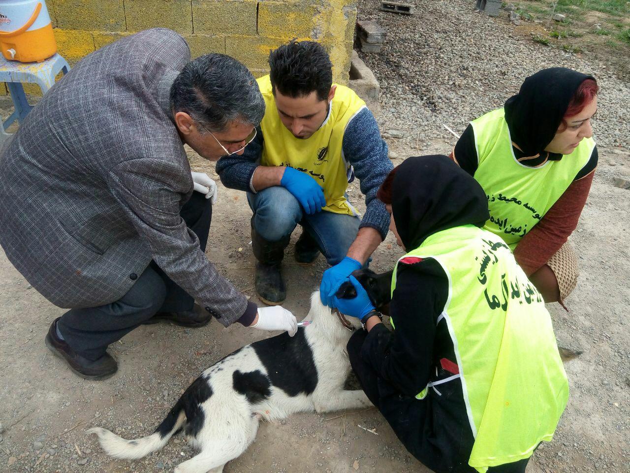 گزارش فعالیتهای مرداد ماه 1396 کارگروه حمایت از حیوانات 